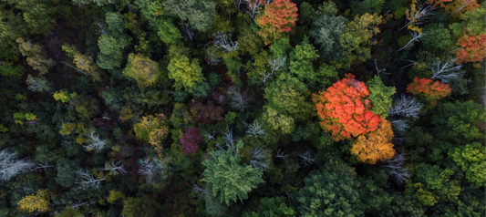 What Are Greenwashing Packaging Regulations? FTC Compliance for Brands