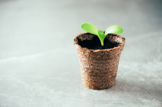 Sustainable Packaging: Biodegradable Vs. Compostable