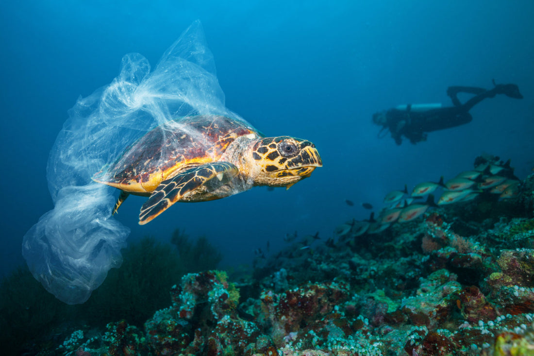 Ocean Conservation through Sustainable Packaging Innovations