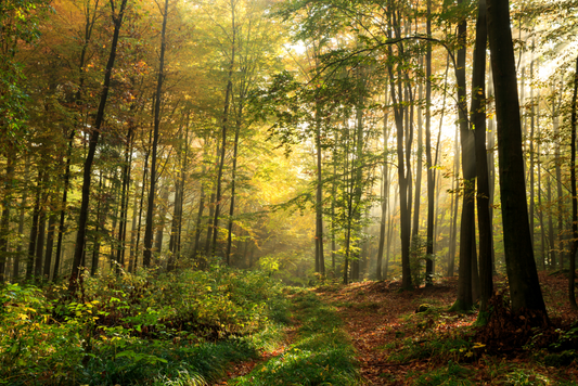 What does FSC Certified mean?