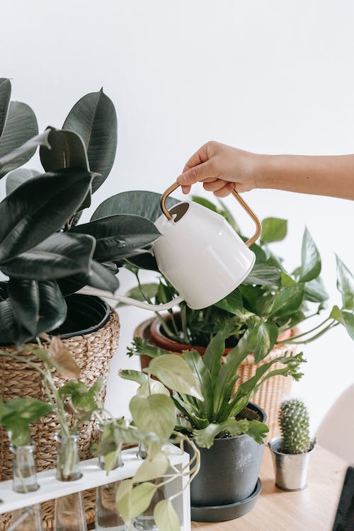 Moving Soon? Rent With Mother Nature in Mind