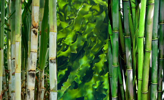 Innovative Materials in Packaging: Sugarcane, Seaweed & Bamboo